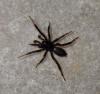 Drassyllus sp.